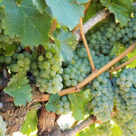 Grapes on the vine at Redwood Ranch