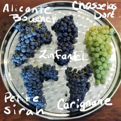 Different grapes labeled on plate