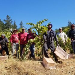 workers at the vines