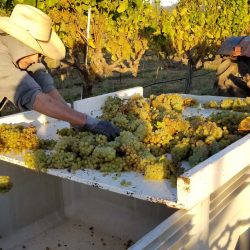 Workers with grapes in crate