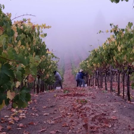 Vine row with fog at Ramazzotti Estates