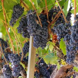 grapes on vine