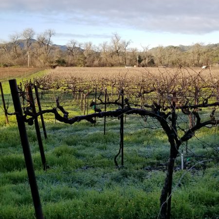 Burton vines