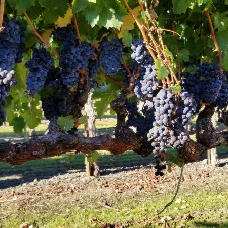 Cabernet Franc grapes at Pigoni Ranch