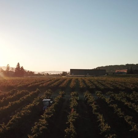 Sky view of vineyard at Pigoni ranch at sunset