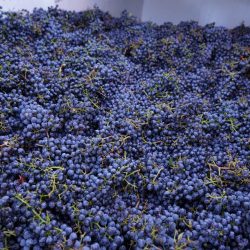 Grapes harvested