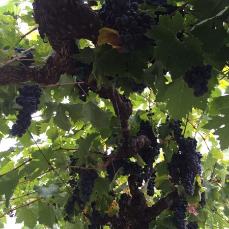 Close up of grapes on vine