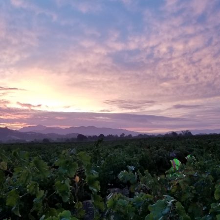 Frei vineyard at sunset