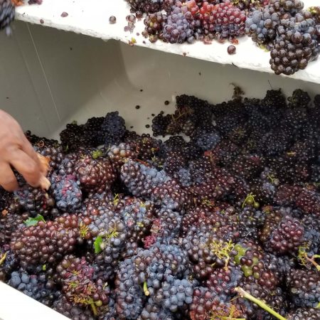 Harvested grapes in Green Valley