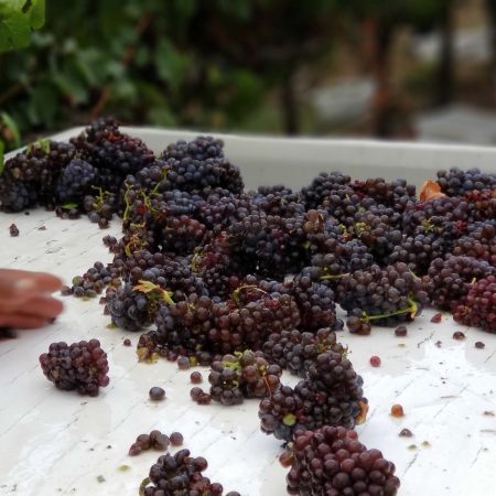 Harvested grapes in Green Valley