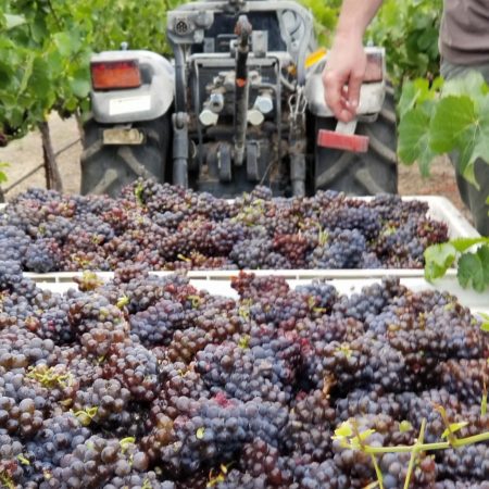 Harvested grapes in Green Valley