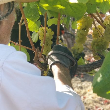 Worker picking grapes at Heller Ranch