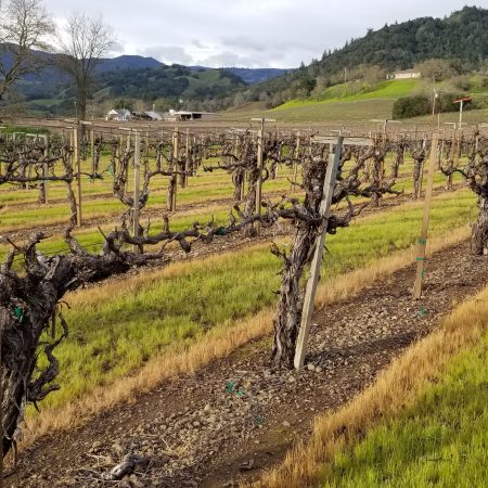 Vines at Heller Ranch