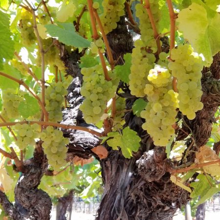 Grape vine at Heller Ranch