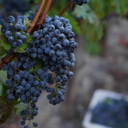 Cabernet Sauvignon grapes at Pigoni Ranch