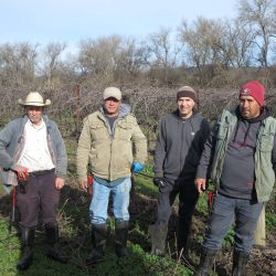 Harvesters in the field