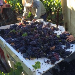 Workers sorting grapes