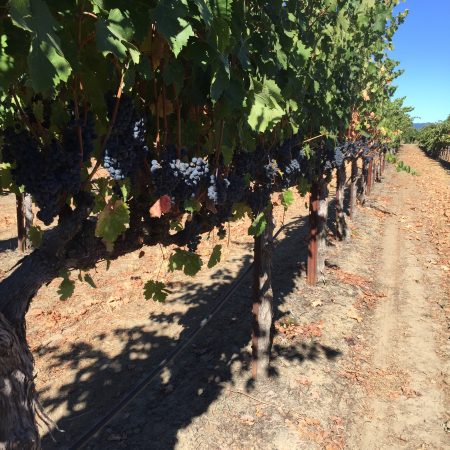 vines at Frei vineyard