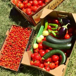 tomatoes and zucchini