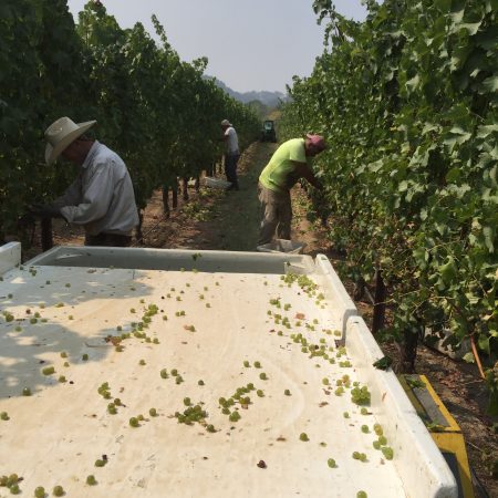 Harvesting grapes at Redwood Ranch