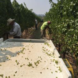 Workers harvesting grapes