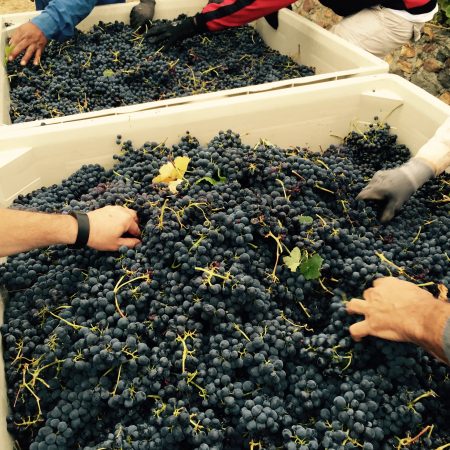 Sorting grapes from Ramazzotti estates