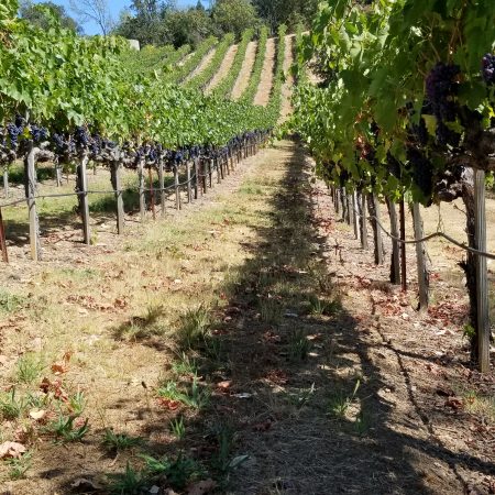Sunny row of vines at Ramazzotti estates