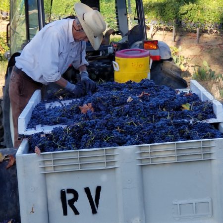 Sorting grapes at Ramazzotti estates