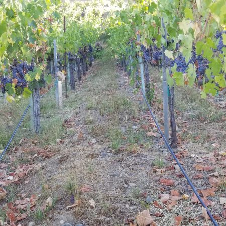 Vineyard