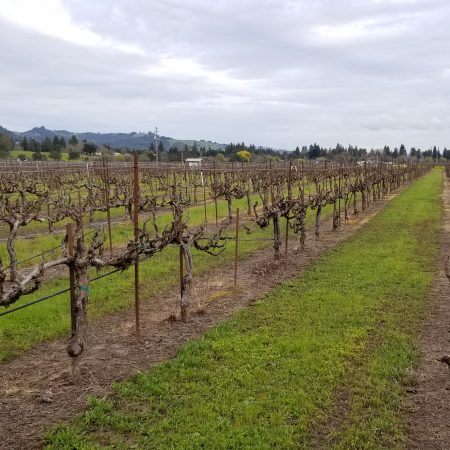 Vines at Smith Ranch