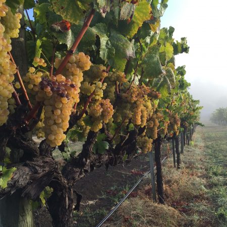 Grapes on the vine at Smith Ranch