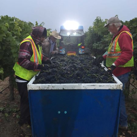 Syrah grapes at Pigoni Ranch