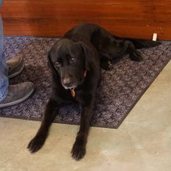 Tasting room dog