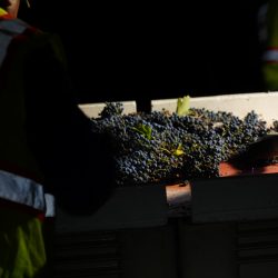 Harvested grapes