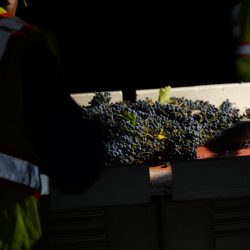 Harvested grapes