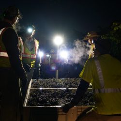 Harvesting grapes at night