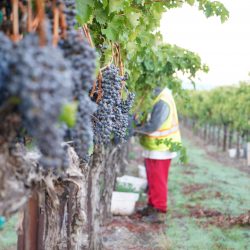 Worker picking grapes