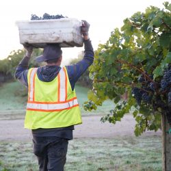 Worker carrying crate of grapes on head