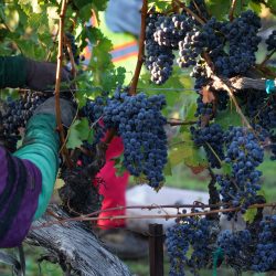 close up of work picking grapes from vines