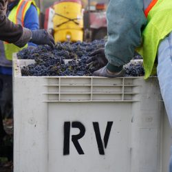 Crates of Ramazzotti grapes