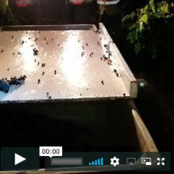 Workers putting grapes on truck at night in vineyard.