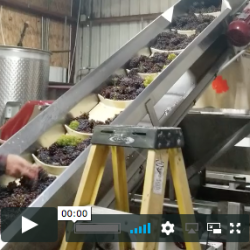 Video of grapes going up conveyor belt